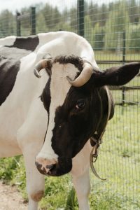 فوائد حليب النيدو للأطفال الناتج من لبن الأبقار