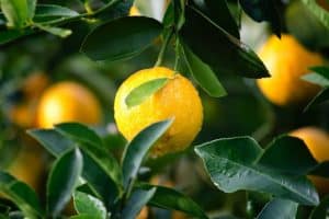 الليمون لعلاج فطريات الفم