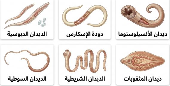 أنواع الديدان التي قد تصيب الطفل